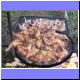 15.8.2008 - Pe�en� ku�at v hasi��rn�